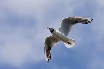 Black-headed Gull, Chroicocephalus ridibundus