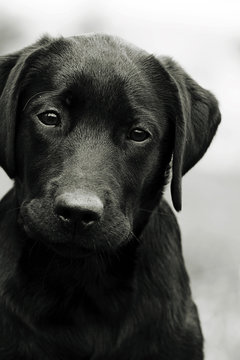 Cute Black Dog Puppy Labrador Looking Right At You, Causing Pity