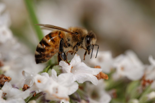Honey Bee, Honeybee, Bee