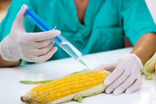 Making hybrid of corn