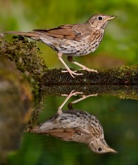Song Thrush (Turdus philomelos) in a waterhole in the forest