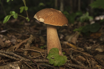 Boletus edulis in the forest. Edible mushroom