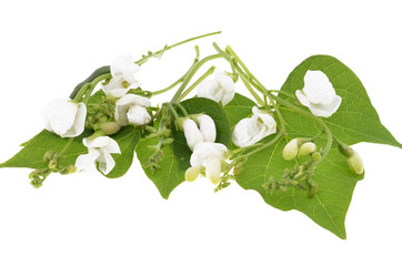Runner bean flowers and foliage isolated on a white background.