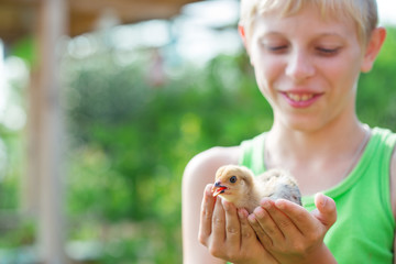 Boy playing with chickens