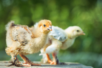 Two chicken in the grass