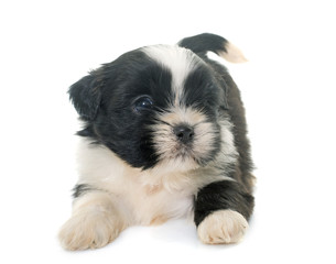 puppy shih tzu