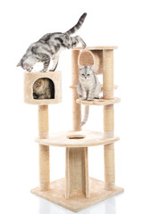 Cute cat lying on cat tower