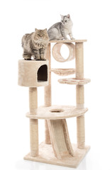 Fototapeta premium Cute cat lying on cat tower