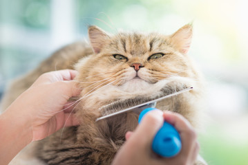 Fototapeta premium Kobieta za pomocą grzebienia szczotkuje kota perskiego
