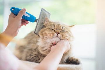 Femme à l& 39 aide d& 39 un peigne brosse le chat persan