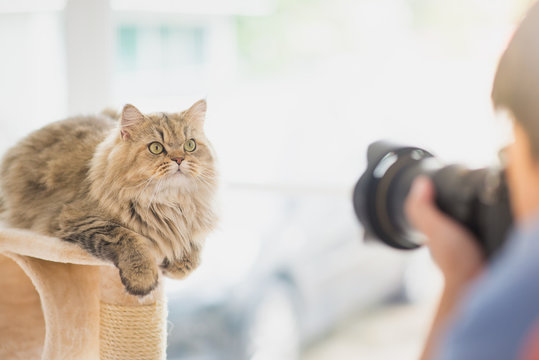 photographer taking a photo of persian cat