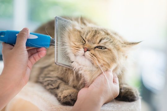 Woman using a comb brush the Persian cat