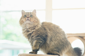 Cute persian cat standing