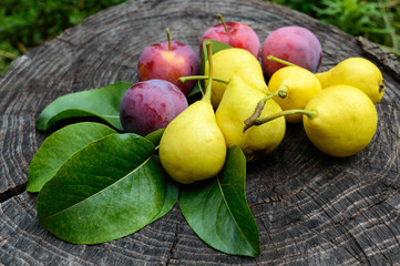 Pear freshly picked yellow and pink plum on a wooden stump
