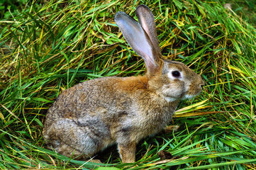Brown rabbit sitting in a pile of fresh green grass.
