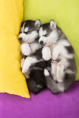Cute Two siberian husky puppies sleeping in the bed
