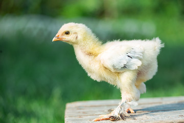 Little chicken in grass