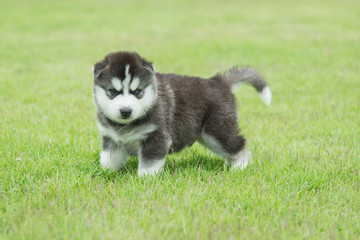 Naklejka na ściany i meble Siberian husky puppy on green grass