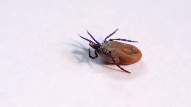 Zecke auf wei&szlig;