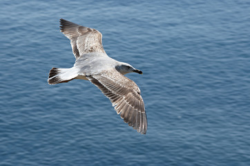 European Herring Gull, Larus argentatus