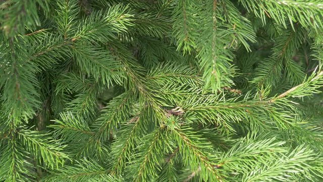 
Pine branch with green pine needles. Handheld footage. 