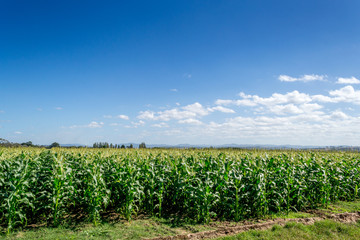 Fototapeta na wymiar Crop Fields and a clear blue sky
