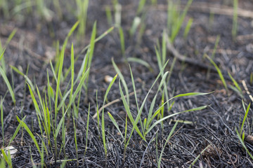Germs on the scorched field