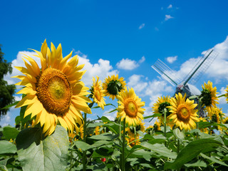 夏空と風車とひまわり畑
