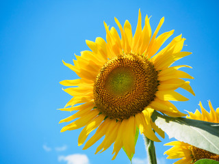 青空バックのひまわりクローズアップ
