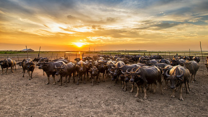 Buffalo in Thailand at sunset with orange blue cloudy sky.