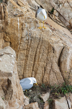 The Yellow-legged Gull (Larus michahellis),in their nest