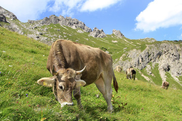 Kuh in den Allgäuer Alpen