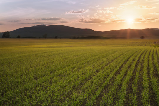 sthe field with sprouts of wheat is lit with sunshine © Shchaeva Liudmila