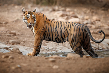Tiger female in the watter on the shelf/wild animal in the nature habitat/India, what a look, endangered animals, big cats