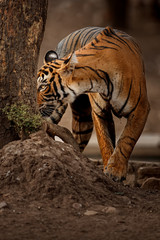 Tiger female is sniffing fresh marks on a tree/wild animal in the nature habitat/India, what a look, close up