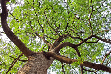 Canopy of tamarind tree from India, viewed from ground level against bright sky.