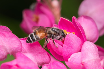 Macro of a bee in a yellow and lilac flower
