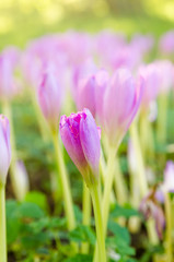 Pink blossoming crocuses in the garden, close up
