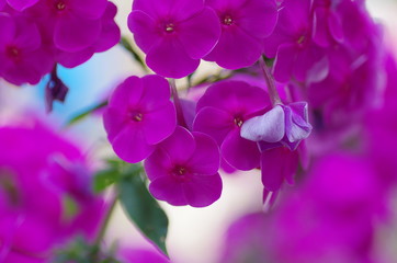 Fototapeta na wymiar Close up of purple Hydrangea flower. Hydrangea floral background in purple colors 