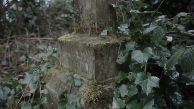 Old forgotten graveyard covered in moss, ivy and weeds. Filmed in an extremely old graveyard in slow motion for smooth tracking shots.