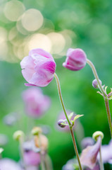 Pink flower Japanese anemone, close-up