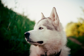 Husky dog looks into the distance on a background of green fields receding into the distance and paths