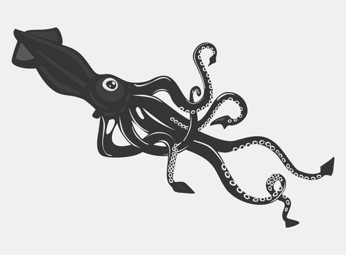 Black calamari or squid with suction cups on arms