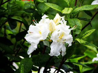 White Azalea, Rhododendron in the park, spring 