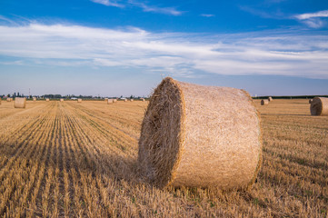 Fototapeta na wymiar Harvested wheat field