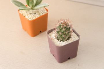 Small cactus plant in flowerpot on wooden table
