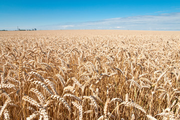 Wheat field and blue sky