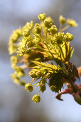 Photographed close-up of maple flowers on blue sky background