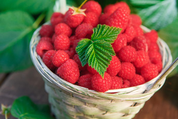 Basket with raspberries near bush on wooden table in garden