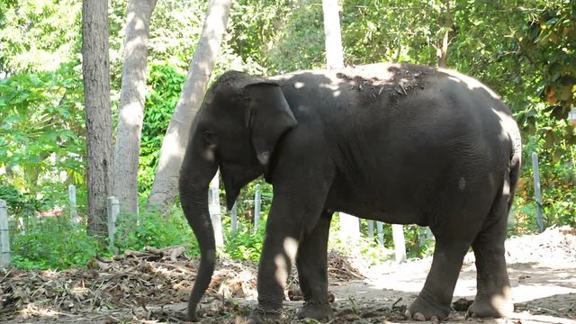 Asian elephant, stand under tree in the forest, tilt down angle shot